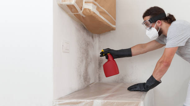 Basement Mold Remediation treatment on basement walls in Millington